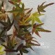 ACERO - MAPLE X 48 (AUTUMN) - RAMO