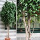 TRONCO NATURALE MANSANISI h cm 470