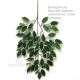 FICUS LUXE NEW GARDEN VARIEGATED