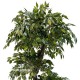 Ficus Mini Verde - tronco di liana - h cm 180
