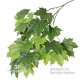 Acero Canadese Verde - ALTO FUSTO