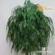 SALICE WILLOW (164) UVR - ALTO FUSTO