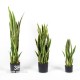 SANSEVERIA cm 95/100 Variegata UVR - Large