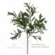 ACACIA - MEDIUM - ALTO FUSTO - UVR