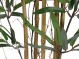 Bamboo Panda h cm 175 UVR - 5/6 Canne Naturali