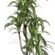 DRACENA FRAGRANS VARIEGATED