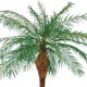 Palma Roebelenii Verde UVR cm 370