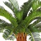 PALMA - CYCAS h cm 60 UVR