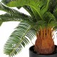 CYCAS - PALMA h cm 60 UVR