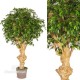 TRONCO NATURALE JAMAICA h cm 190