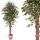 TRONCO NATURALE LIANA X 10 TOPS h cm 165