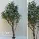 FICUS ELEGANCE BOSCO GIANT