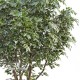 TRONCO NATURALE MANSANISI h cm 400