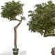 ACERO MINI UMBRELLA COFFE TRUNK MEDIUM