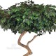 Ficus Luxe Umbrella h cm 275