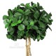 Ficus Lyrata Majestic - UVR