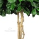 Ficus Lyrata Majestic - UVR
