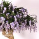 GLICINE WISTERIA MAJESTIC