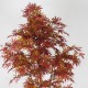 ACERO MAPLE NEW GARDEN (54)