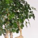 SCHEFFLERA MEDITERRANEO TRUNK