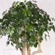 SCHEFFLERA MEDITERRANEO TRUNK