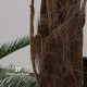 PALMA ARECA COCCO TRUNK (D3213B)