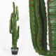Cactus Euphorbia h cm 115