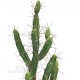 Cactus Euphorbia cm 85