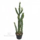 Cactus Euphorbia cm 85