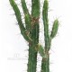 Cactus Euphorbia cm 115