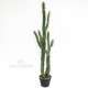 Cactus Euphorbia cm 115