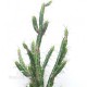Cactus Euphorbia cm 142