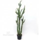 Cactus Euphorbia cm 142