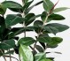 FICUS ELASTICA h cm 120