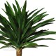 Yucca Gloriosa