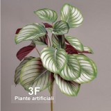 Calathea Amaranta-piante artificiali, Calathea Maranta