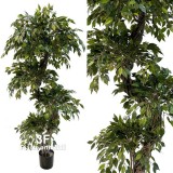 Ficus Mini Verde - tronco di liana - h cm 180-Piante artificiali, Ficus Benjamin verde. Tronco Liana intrecciato.
