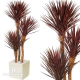 Yucca Linearis Set x 3-
